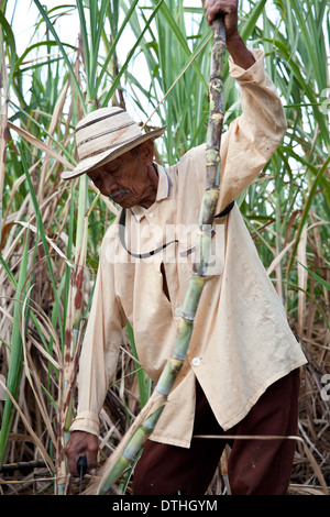 Panamaischer Bauer erntet Zuckerrohr auf seinem kleinen Bauernhof in El Rosario in der Nähe von Penonome in der Provinz Cocle, Republik Panama, Mittelamerika. Stockfoto