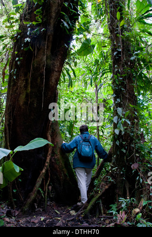 SANTA ELENA - MONTEVERDE NEBELWALD RESERVAT, PROVINZ PUNTARENAS. Costa Rica. ZENTRAL AMERIKA. Stockfoto