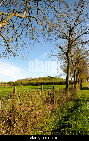 Hecke entlang dem Rand der Landstraße mit Castle Hill im Hintergrund am oberen Brailes, Warwickshire, England. Stockfoto