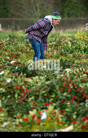 Tenbury Mistletoe & Holly Auction, ein jährlicher Vorweihnachtsverkauf, bei dem die Dekorationspflanzen versteigert werden, der Grüne Weihnachtsmann Stockfoto