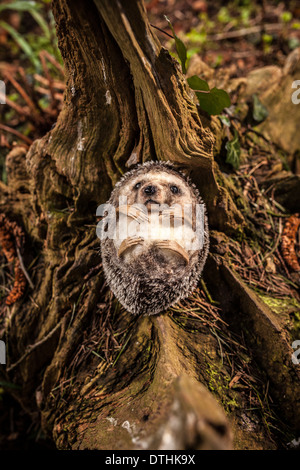 Fauxidermy ausgestopften Tiere handgefertigte Tiere Geschöpfe dekorative Stockfoto