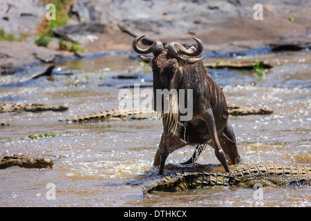 Gnus Mara Fluss Stockfoto