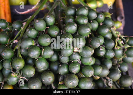 Betel-Nuß Palmenfrucht Stockfoto