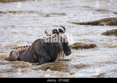 Gnus Mara Fluss Stockfoto