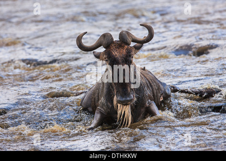 Gnus erfolglosen Flussüberquerung Stockfoto