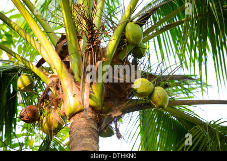 Kokosnüsse auf Palme Stockfoto