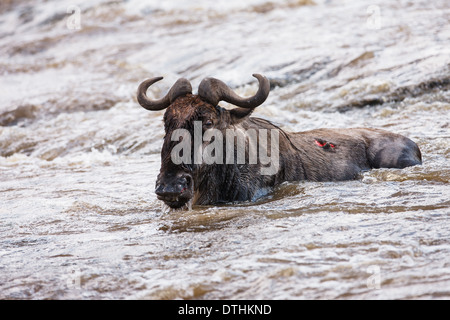 Gnus erfolglosen Flussüberquerung Stockfoto