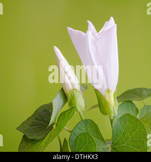 Größere Ackerwinde, Calystegia Sepium (Convolvulaceae), Porträt von lila Blüten mit schönen Out-of-Fokus-Hintergrund. Stockfoto