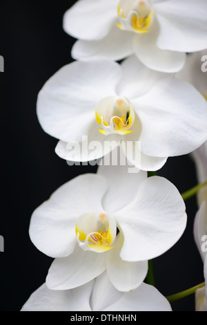 Weiße Orchidee Stockfoto