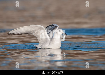 Bonapartes Gull, Chroicocephalus philadelphia Stockfoto