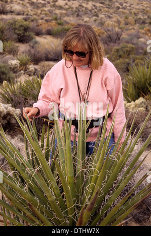 Mojave Yucca nahe verloren Palms Canyon Trail & Cottonwood Wiesen, Joshua Tree Nationalpark, Kalifornien Stockfoto