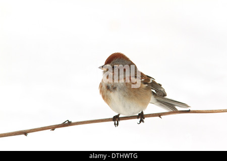 Amerikanische Tree Sparrow (Spizella Arborea) auf einem Ast mit Schnee hinter sich. Stockfoto