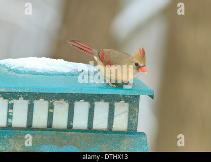 Weibliche Kardinal (Cardinalis Cardinalis) am Futterhäuschen für Vögel im Winter. Stockfoto