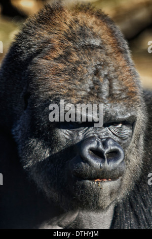 Silverback Gorilla Gesicht Porträt Stockfoto