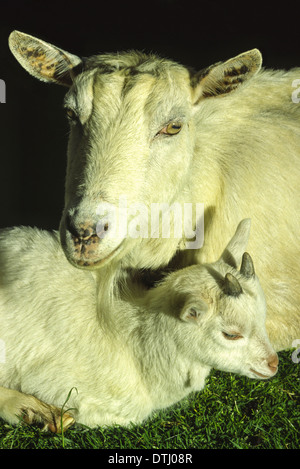 NANNY Ziege (Capra Aegagrus Hircus) ruhen mit YOUNG KID Stockfoto