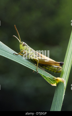 MEADOW GRASSHOPPER [Chorthippus Parallelus] RESTING ON A Klinge von GRASS IN UK Stockfoto