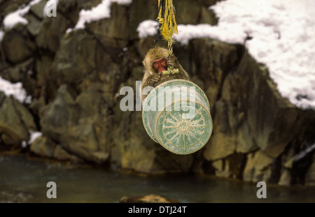JUNGEN japanischen MAKAKEN oder Schnee Affen (Macaca Fuscata) spielen IN A BUCKET ausgesetzt OVER A RIVER Stockfoto