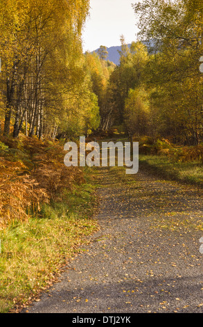 A LANE GESÄUMT VON BIRKEN IM HERBST FÜHRT ZU EINEM TOR Stockfoto