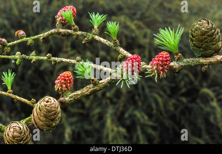 LÄRCHE BAUM [LARIX] BLÜTEN, NADELN UND ZAPFEN IM FRÜHJAHR Stockfoto