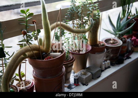 Kakteen auf Fensterbank Hauses in London UK Stockfoto