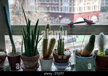 Kakteen auf Fensterbank Hauses in London UK Stockfoto