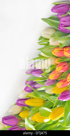 bunten Blumenstrauß frisch Tulpe isoliert Stockfoto