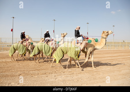 Beduinen mit ihren Kamelen Racing in Doha, Katar, Nahost Stockfoto