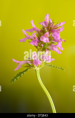 Betony, Niederwendischen Officinalis, vertikale Portrait von lila Blüten mit schön lila Hintergrund zu konzentrieren. Stockfoto