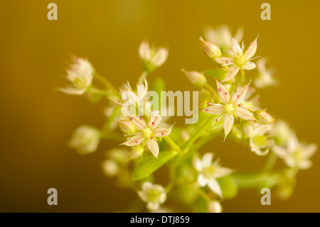 Goldmoss Fetthenne, Sedum Acre, horizontale Porträt von blühenden Pflanzen. Stockfoto