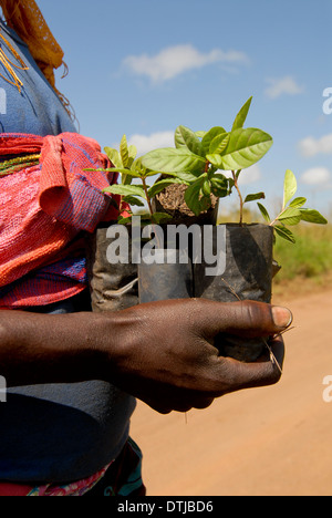 UGANDA Kitgum, Frau mit Baumsetzlingen Stockfoto