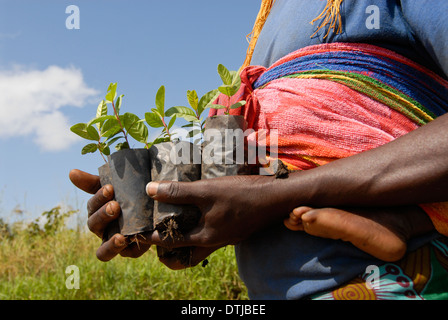 UGANDA Kitgum, Frau mit Baumsetzlingen Stockfoto