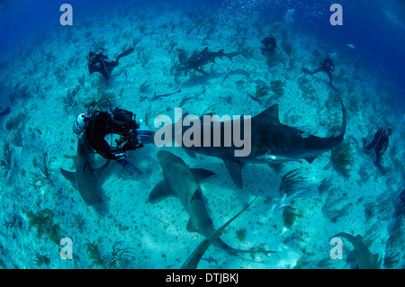 Tiger shark Stockfoto