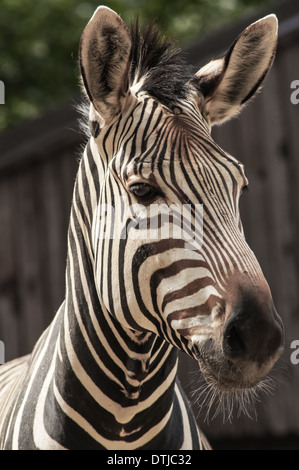Porträt von Hartmanns Berg Zebrakopf aus nächster Nähe Stockfoto