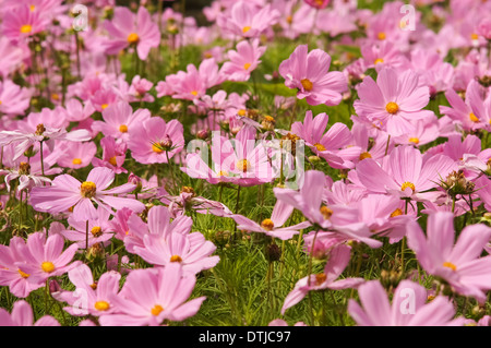 Rosa Cosmos Bipinnatus Blumen (Garten Kosmos oder Mexikanischen aster oder Klicken Sie Preiselbeeren) in voller Blüte Stockfoto