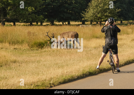Radfahrer, die fotografiert Rotwild im Richmond Park London England Vereinigtes Königreich UK Stockfoto