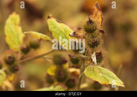Nahaufnahme der Klette, Arctium lappa Stockfoto