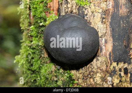 König Alfred Kuchen Pilze Daldinia concentrica Stockfoto