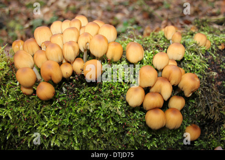 Glitzernde Tinte Cap Coprinus micaceus Stockfoto