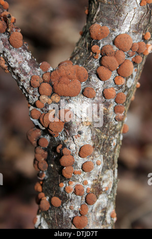 Buche Woodwart Pilze Hypoxylon fragiforme Stockfoto