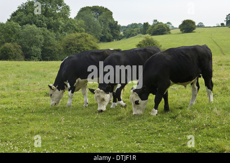 Drei Kühe grasen auf Feld Gloucestershire, England Stockfoto