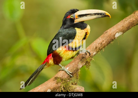 blass-mandibled Aracari (Pteroglossus Erythropygius) Erwachsenen thront auf Zweig im Regenwald, Anden, Ecuador, Südamerika Stockfoto