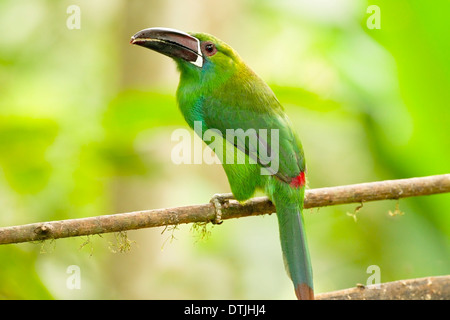 Crimson-Psephotus Toucanet (Aulacorhynchus Haematopygus) Erwachsenen thront auf Zweig im Regenwald in Ecuador, Südamerika Stockfoto