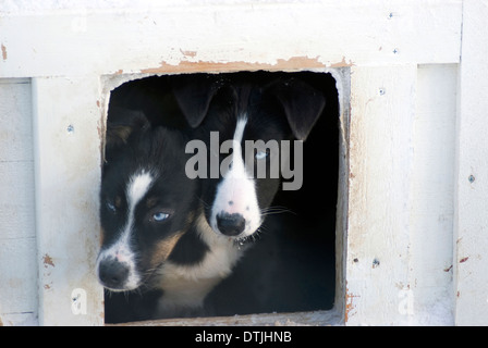 Blauäugige husky Welpen in ihrem Zwinger, Hundeschlittenfahrten, Jukkasjarvi, Schweden Stockfoto