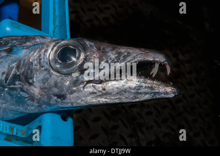 Strumpfbandfisch (Lepidopus Caudatus) als off-loaded von Fischerboot. Sao Miguel, Azoren-Archipels. Stockfoto