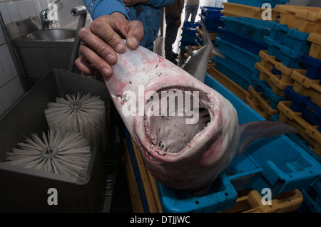 Tope Hai (Galeorhinus Galeus) gefangen auf deepwater Long-Line für die Auktion vorbereitet. Stockfoto