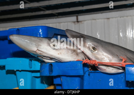 Tope Hai (Galeorhinus Galeus) gefangen auf deepwater Long-Line für die Auktion vorbereitet. Stockfoto