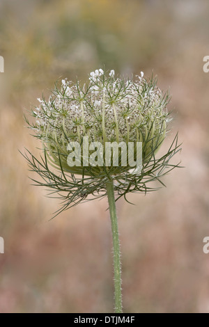 Wilde Möhre oder Queen Anne Lace oder des Bischofs Spitze oder Daucus carota Stockfoto