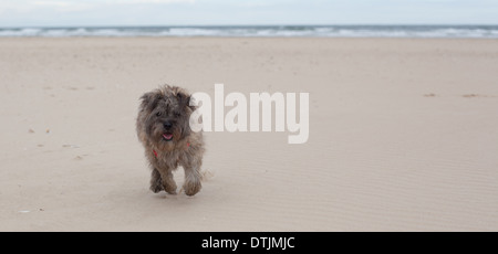 Cairn-Terrier am Strand mit Meer im Hintergrund laufen Stockfoto