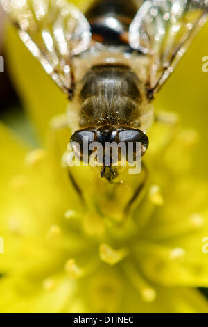 Weiden, Deutschland. 18. Februar 2014. Eine Drohne Fliege (lat. Eristalis Tenax), gehört zur Familie der Schwebfliegen, sitzt auf einer Blume Winter Aconitum (lat. Eranthis Hyemalis) in Weiden, Deutschland, 18. Februar 2014. Foto: David Ebener/Dpa/Alamy Live News Stockfoto