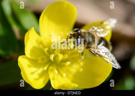 Weiden, Deutschland. 18. Februar 2014. Eine Drohne Fliege (lat. Eristalis Tenax), gehört zur Familie der Schwebfliegen, sitzt auf einer Blume Winter Aconitum (lat. Eranthis Hyemalis) in Weiden, Deutschland, 18. Februar 2014. Foto: David Ebener/Dpa/Alamy Live News Stockfoto